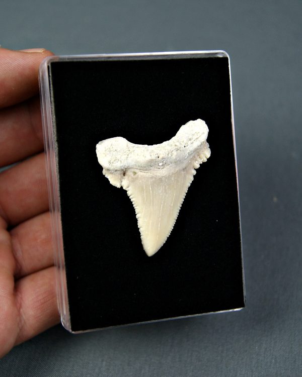 Palaeocarcharodon orientalis