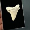 Palaeocarcharodon orientalis