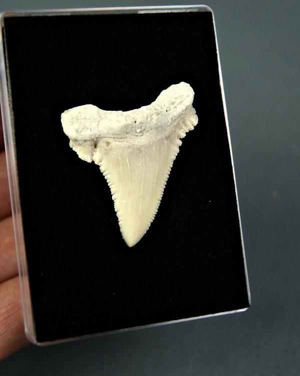 Palaeocarcharodon orientalis