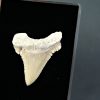Palaeocarcharodon orientalis