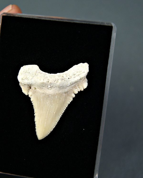 Palaeocarcharodon orientalis