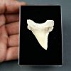 Palaeocarcharodon orientalis