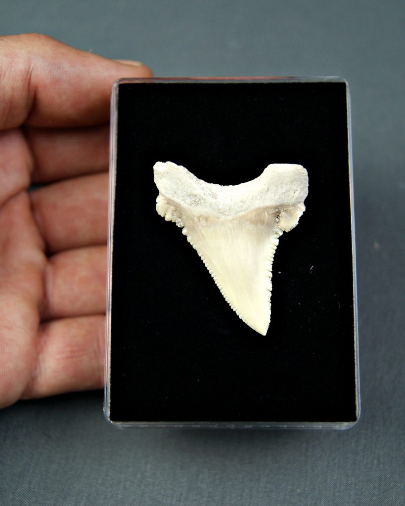 Palaeocarcharodon orientalis