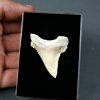 Palaeocarcharodon orientalis