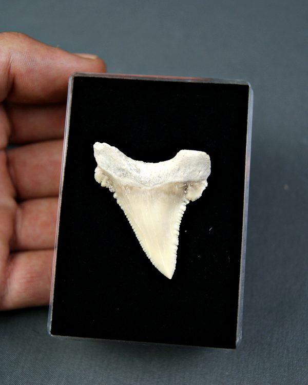 Palaeocarcharodon orientalis
