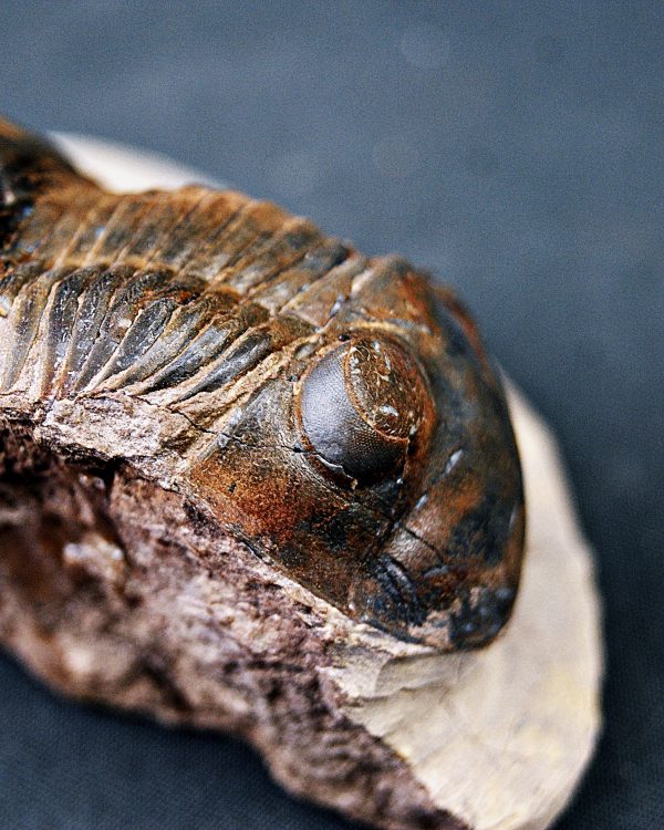 Paralejurus con dendrita
