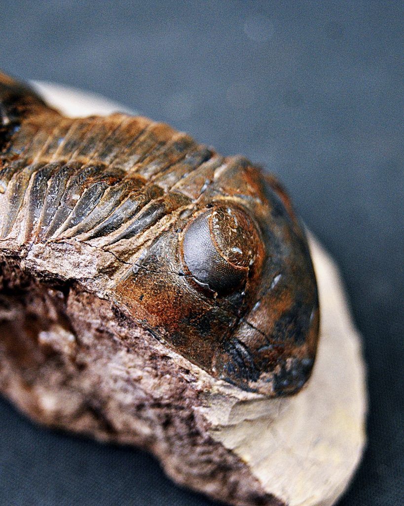 Paralejurus con dendrita