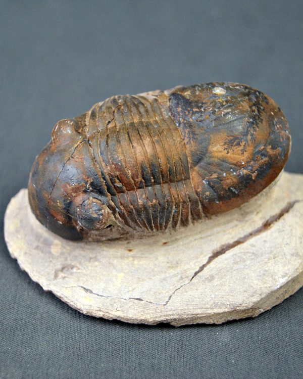 Paralejurus con dendrita