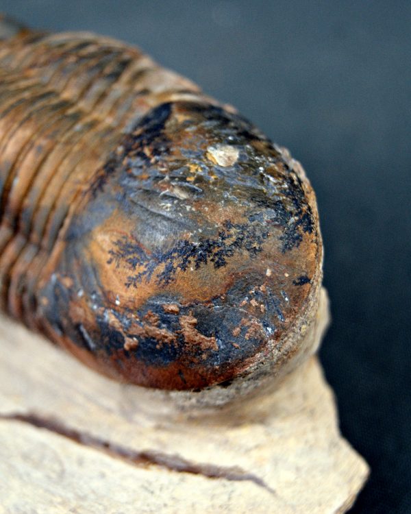 Paralejurus con dendrita
