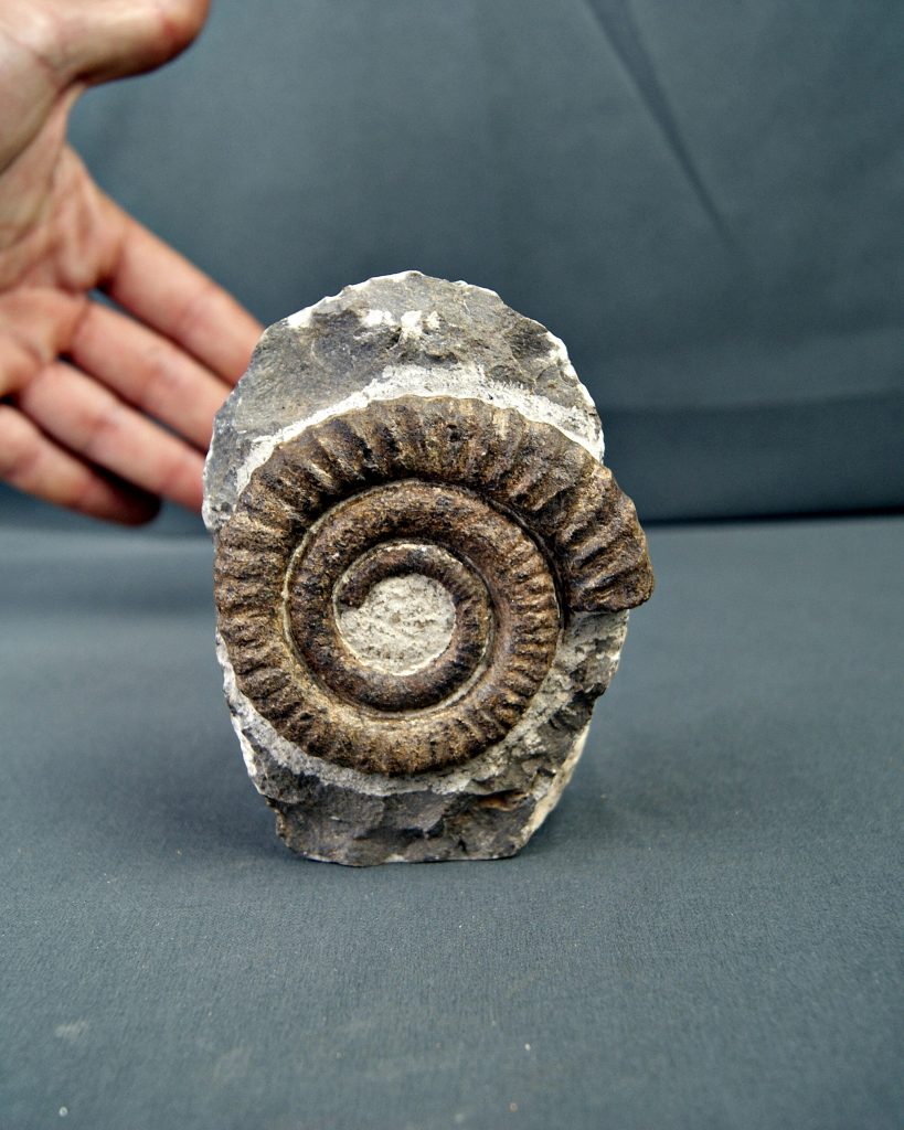 Amonite Anetoceras en matriz
