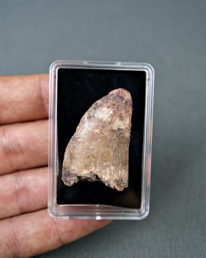 Carcharodontosaurus saharicus