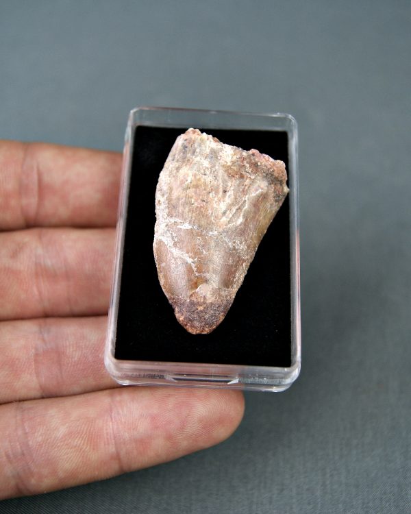 Carcharodontosaurus saharicus