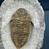 SONY DSC Trilobite Dalmanites