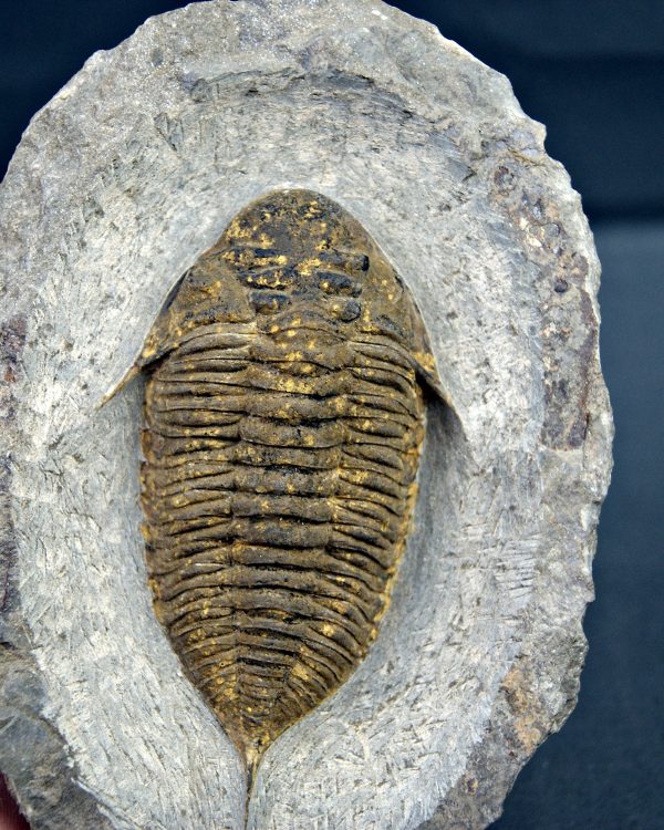 SONY DSC Trilobite Dalmanites