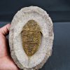 SONY DSC Trilobite Dalmanites