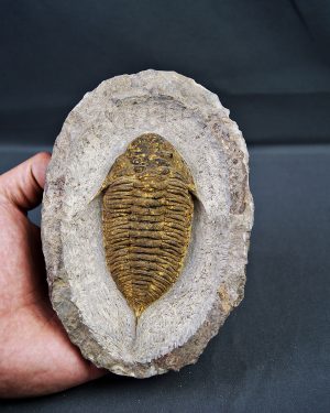 Trilobite Dalmanites
