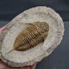 SONY DSC Trilobite Dalmanites
