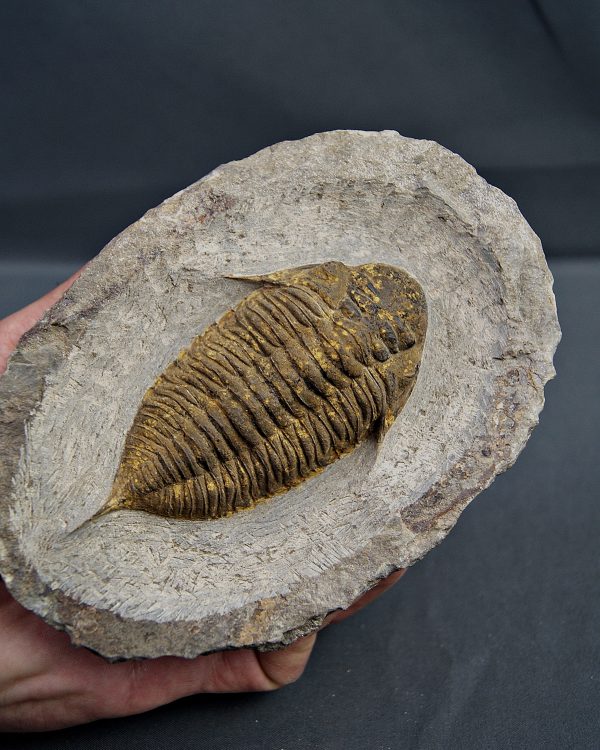 SONY DSC Trilobite Dalmanites