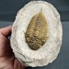SONY DSC Trilobite Dalmanites