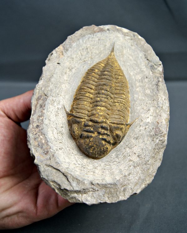 SONY DSC Trilobite Dalmanites