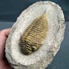 SONY DSC Trilobite Dalmanites