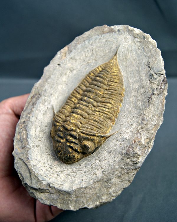 SONY DSC Trilobite Dalmanites