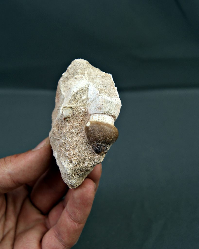 Mosasaurus globidens