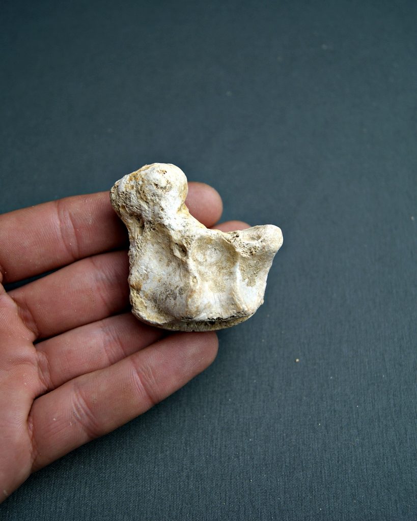 Hueso de la zarpa ursus