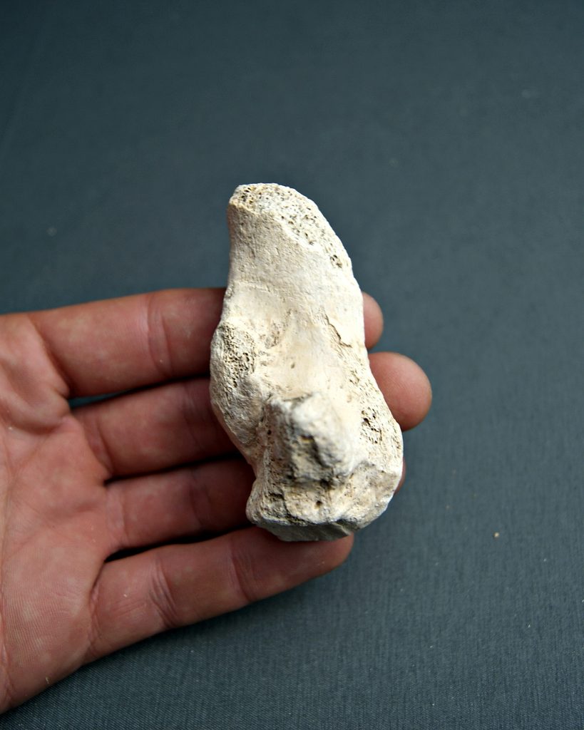 Hueso de la zarpa de Ursus