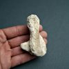 Hueso de la zarpa de Ursus