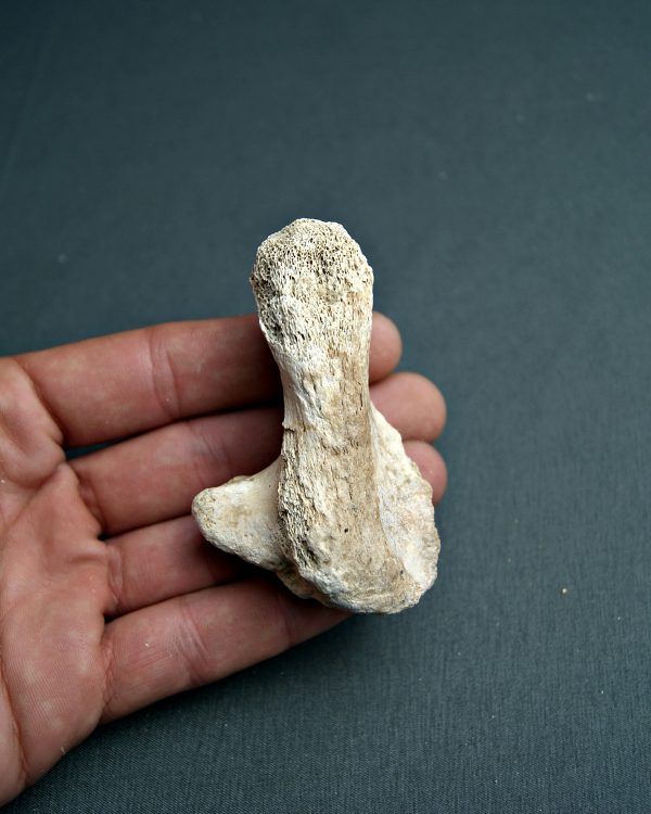 Hueso de la zarpa de Ursus