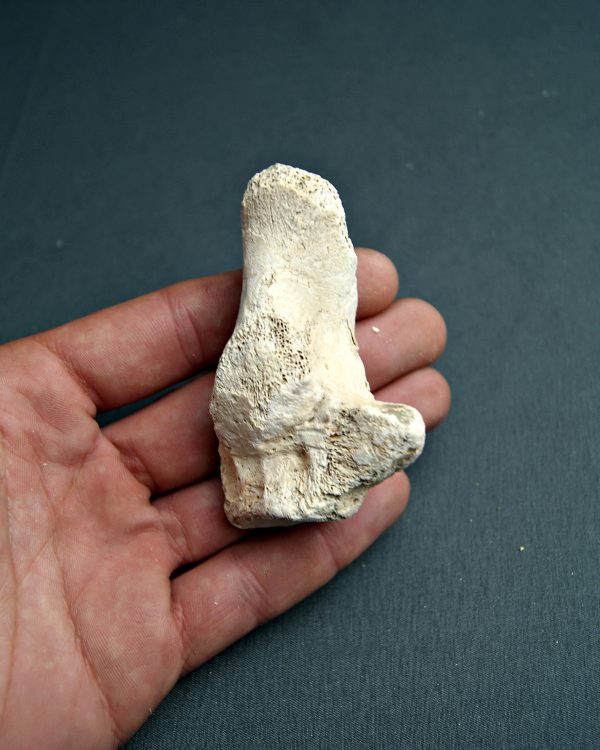 Hueso de la zarpa de Ursus
