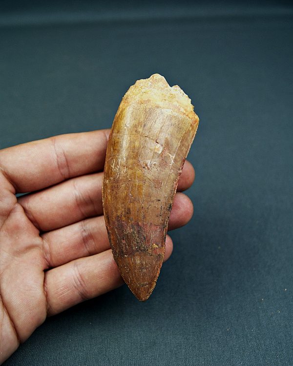 Carcharodontosaurus saharicus
