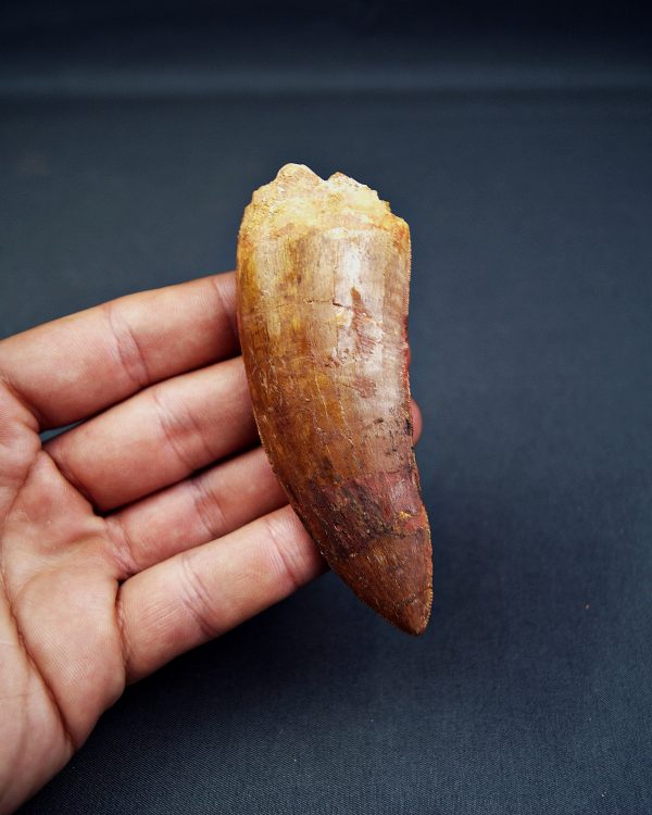 Carcharodontosaurus saharicus
