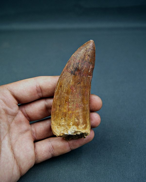 Carcharodontosaurus saharicus