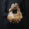 Vértebra axial de mamut