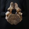 Vértebra axial de mamut