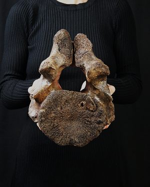 Vértebra axial de mamut
