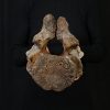 Vértebra axial de mamut
