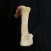 Tibia de mamut lanudo juvenil