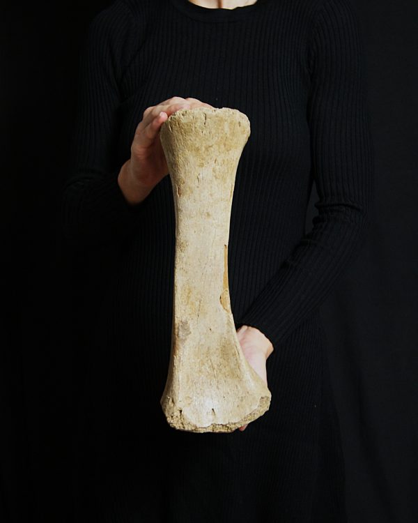 Tibia de mamut lanudo juvenil