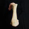 Tibia de mamut lanudo juvenil