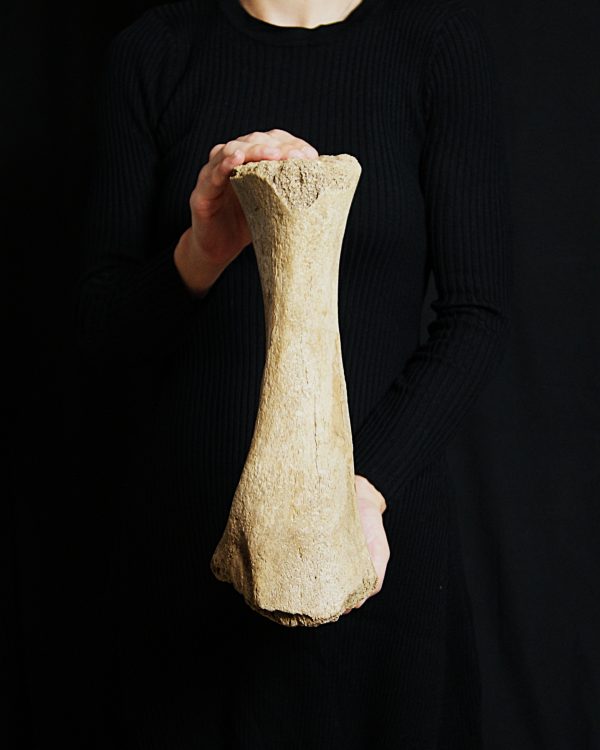 Tibia de mamut lanudo juvenil