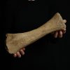 Tibia de mamut lanudo juvenil