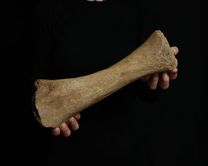 Tibia de mamut lanudo juvenil