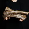 Radio parcial con cúbito de mamut
