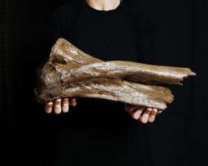 Radio parcial con cúbito de mamut