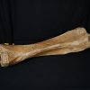 SONY DSC Tibia de mamut lanudo adulto XXL