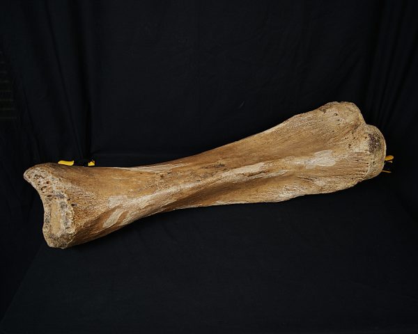 SONY DSC Tibia de mamut lanudo adulto XXL