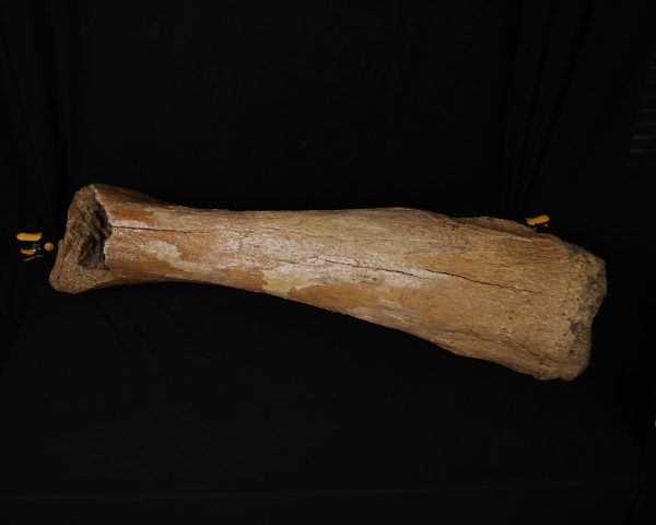 SONY DSC Tibia de mamut lanudo adulto XXL